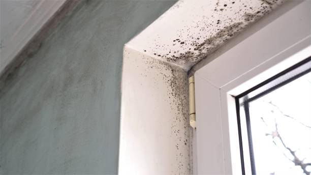 Best Black Mold Removal  in Bohners Lake, WI