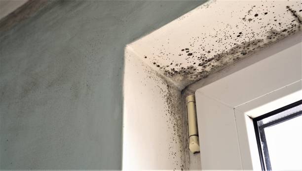 Trusted Bohners Lake, WI Mold Removal Experts